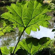 7 Seeds Gunnera Manicata