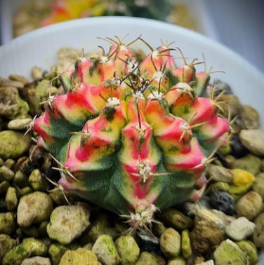 10 Seeds Gymnocalycium anisitsii