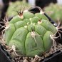 10 Seeds Gymnocalycium pflanzii Rare Cactus Succulent Plants