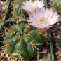 10 Seeds Gymnocalycium pflanzii Rare Cactus Succulent Plants