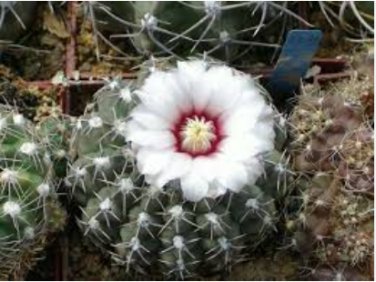 10 Seeds Gymnocalycium quehlianum