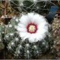 10 Seeds Gymnocalycium quehlianum