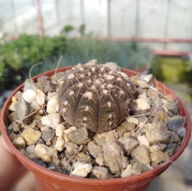 10 Seeds Gymnocalycium ragonesei