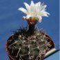 10 Sedse Gymnocalycium striglianum Rare Cactus Plants
