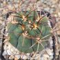 10 Seeds Gymnocalycium nidulans Rare Cactus Succulent Plants