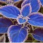 100 Seeds Haiyang' Series Blue Coleus