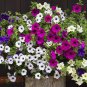 200 Seeds Hanging Petunia Mixed