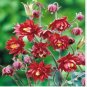 200 Seeds Hardy Bonsai Plant Beautiful Aquilegia Flower Mixed European Perennial Flower Bonsai