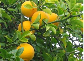 50 Seeds Hardy Orange