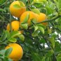 50 Seeds Hardy Orange