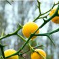50 Seeds Hardy Orange