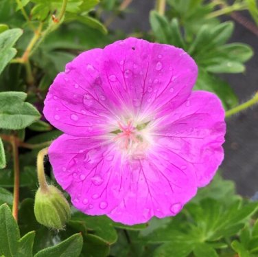 10 Seeds Hardy Pink Geranium Perennial Sanguineum