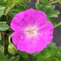 10 Seeds Hardy Pink Geranium Perennial Sanguineum
