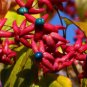 20 Seeds Harlequin Glorybower Clerodendron trichotomum