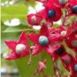 20 Seeds Harlequin Glorybower Clerodendron trichotomum