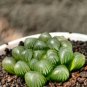 50 Seeds Haworthia Cooperi Boulangerie