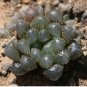 50 Seeds Haworthia Cooperi Boulangerie