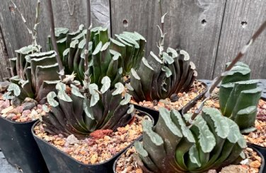 10 Seeds Haworthia Mix Fresh