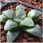 10 Seeds Haworthia Mix Fresh