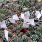 10 Seeds Haworthia Mix Fresh