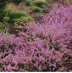 20 Seeds Heather Groundcover Plant