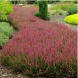 20 Seeds Heather Groundcover Plant