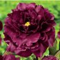 20 Seeds 'Hei Qishi' Series Peony Large Double Blooms with Deep Red-Black Hues