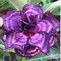 5 Seeds Heirloom Adenium Desert Rose with Blackish Purple and Light Purple Double Petals