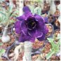 5 Seeds Heirloom Adenium Desert Rose with Blackish Purple and Light Purple Double Petals