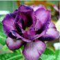 5 Seeds Heirloom Adenium Desert Rose with Blackish Purple and Light Purple Double Petals