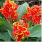 15 Seeds Heirloom Canna Lily Red Flowers with Golden Edge