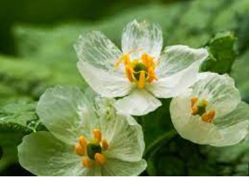 200 Seeds Heirloom Skeleton Flowers
