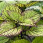 100 Seeds Heishe Series Coleus Black Leaves with Green Serrated Edges