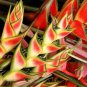 100 Seeds Heliconia Bonsai
