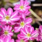 100 Seeds Hepatica Nolilis Bonsai Flower Beautiful Watch Bonsai Plants