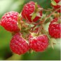 100 Seeds Heritage Raspberry Garden
