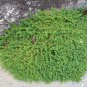 200 Seeds Herniaria Glabra Herb Green Carpet
