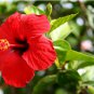 200 Seeds Hibiscus Plants 24kinds Hibiscus ROSA-SINENSIS Flower