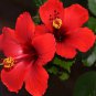 200 Seeds Hibiscus Plants 24kinds Hibiscus ROSA-SINENSIS Flower