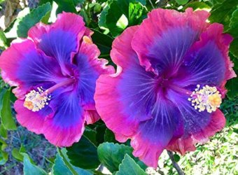 200 Seeds Hibiscus Plants Sky Blue Purple Big Flowers with Light Pink Edge