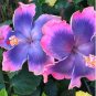 200 Seeds Hibiscus Plants Sky Blue Purple Big Flowers with Light Pink Edge