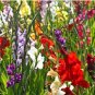 50 Seeds High Survival Rate Rare Striped Gladioli Gladiolus
