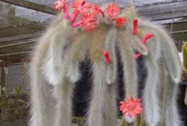 10 Seeds Hildewintera colademononis