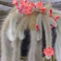 10 Seeds Hildewintera colademononis