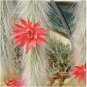 10 Seeds Hildewintera colademononis