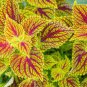 '100 Seeds Honglv Meiren' Series Coleus Rust Red and Yellow Foliage with Serrated Edges