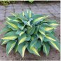 100 Seeds Hosta Plants