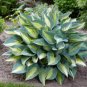 100 Seeds Hosta Plants