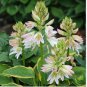 100 Seeds Hosta Seed Perennials Plantain Lily Flower White Lace