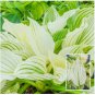 150 Seeds Hosta Spectacular Foliage Plant with White and Light Green Leaves